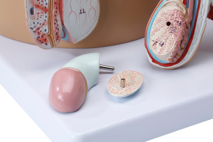 Bækken m. kønsorganer, mand, 4 dele - eAnatomi