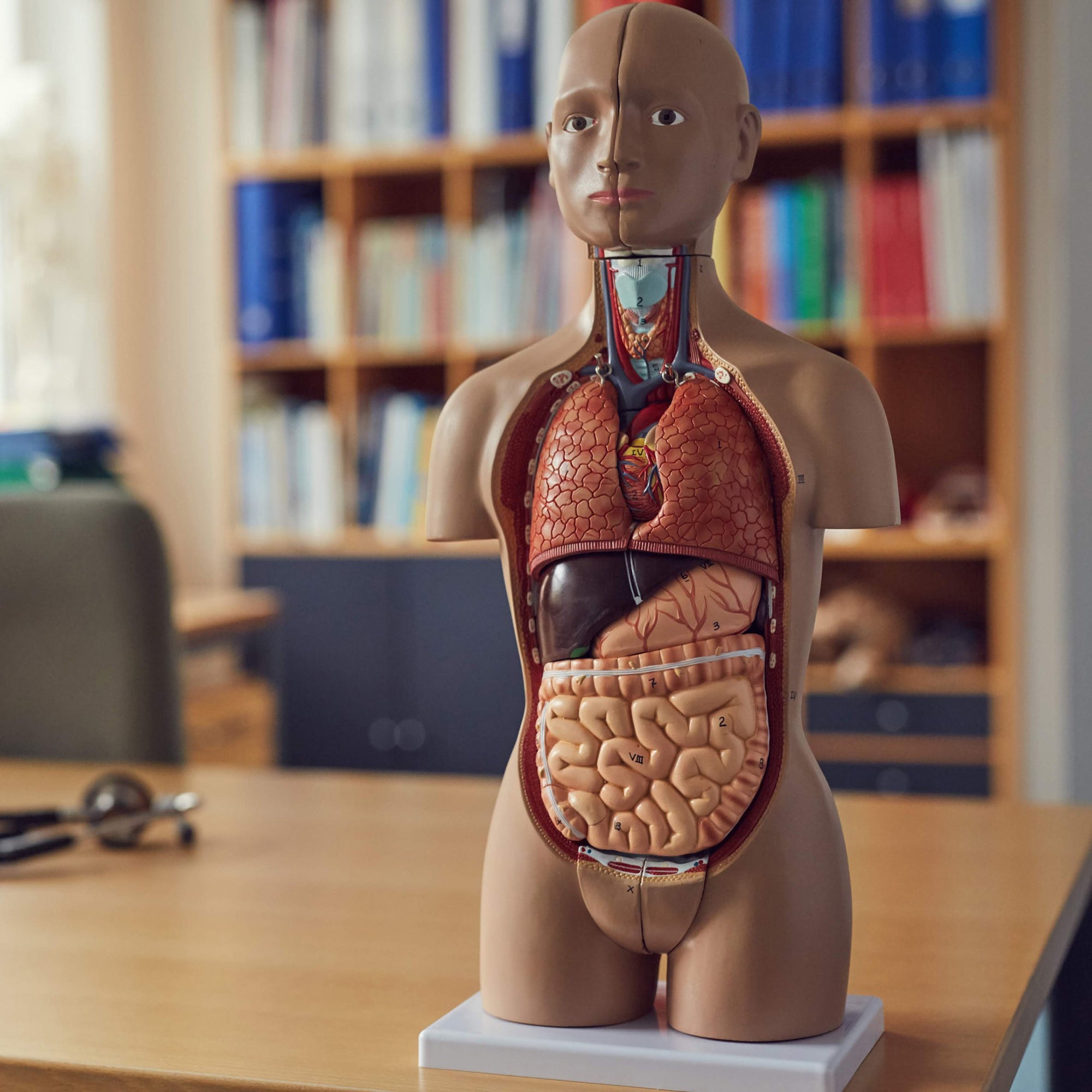 Torso, begge køn, 15 dele, 40 cm - eAnatomi