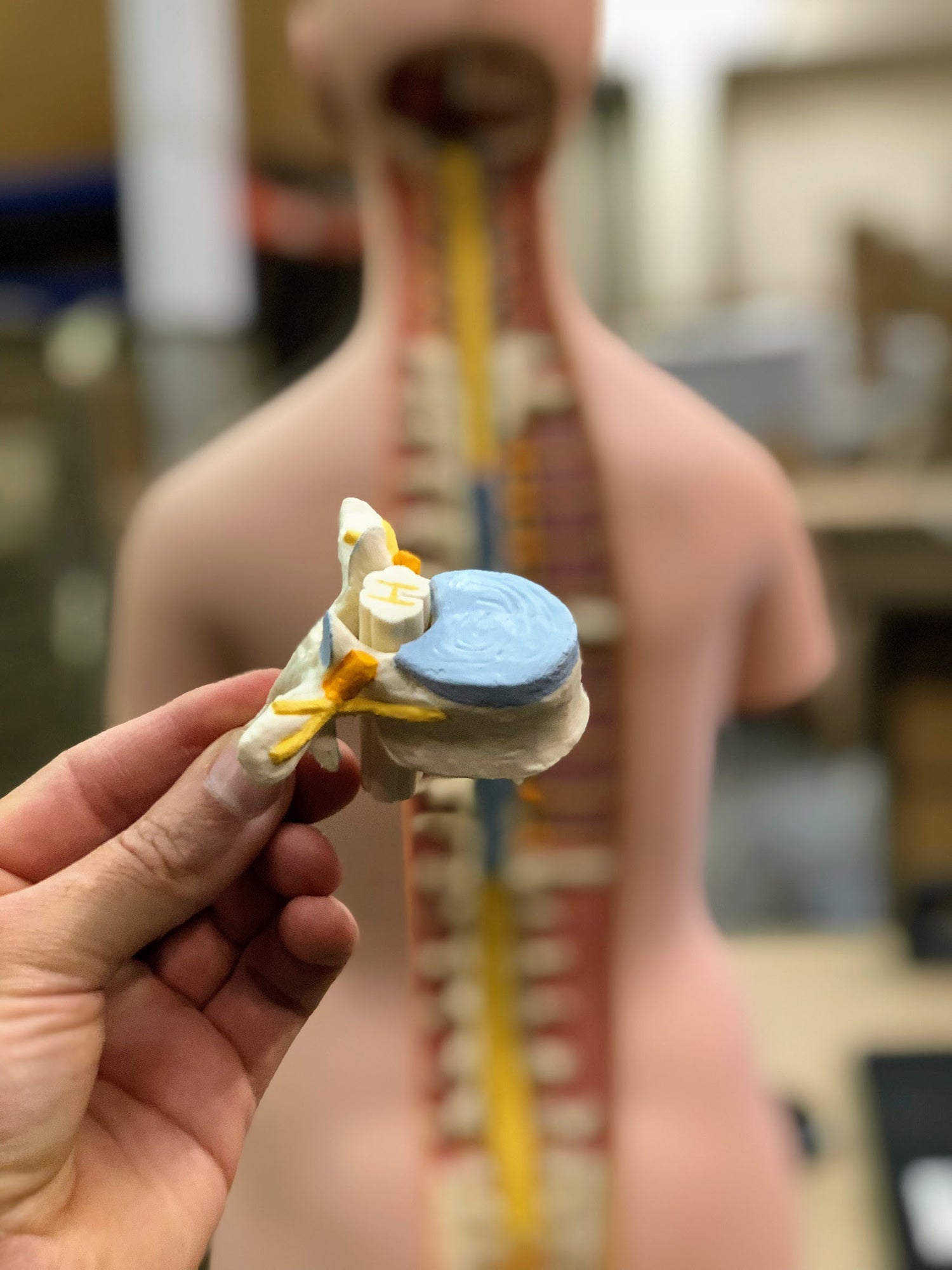 Torso, kønsløs, 17 dele, 87 cm - eAnatomi