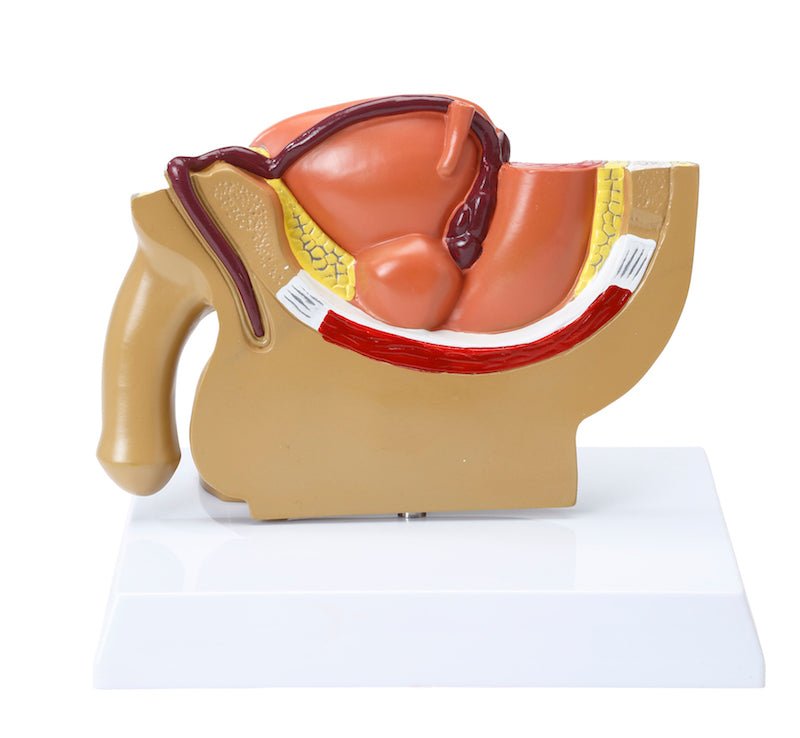 Kønsorganer, mand, 15 cm - eAnatomi