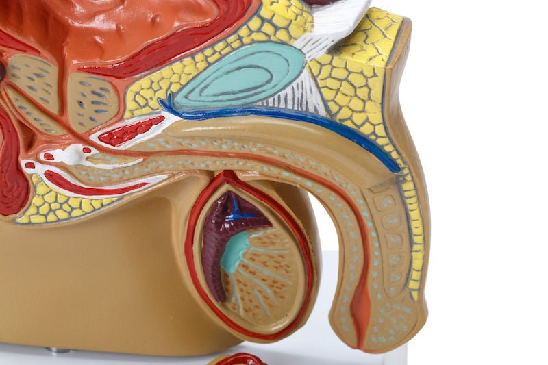 Kønsorganer, mand, 15 cm - eAnatomi