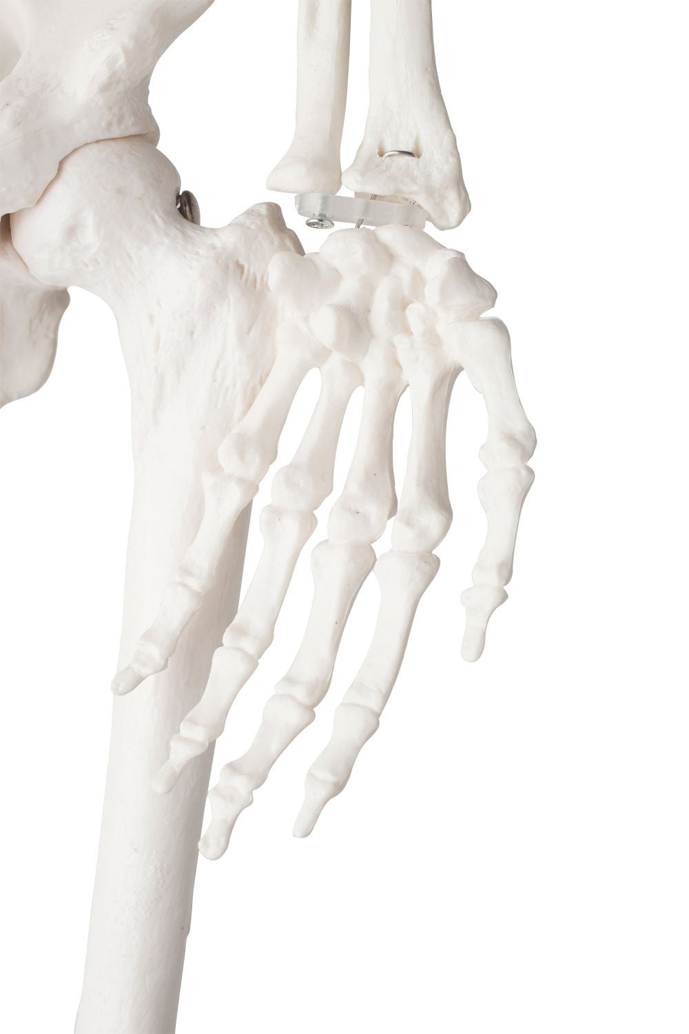Lille skelet, 85 cm - eAnatomi