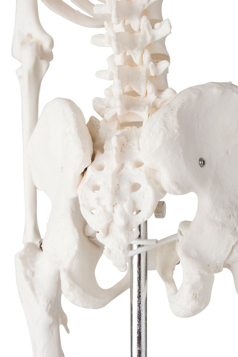 Lille skelet, 85 cm - eAnatomi