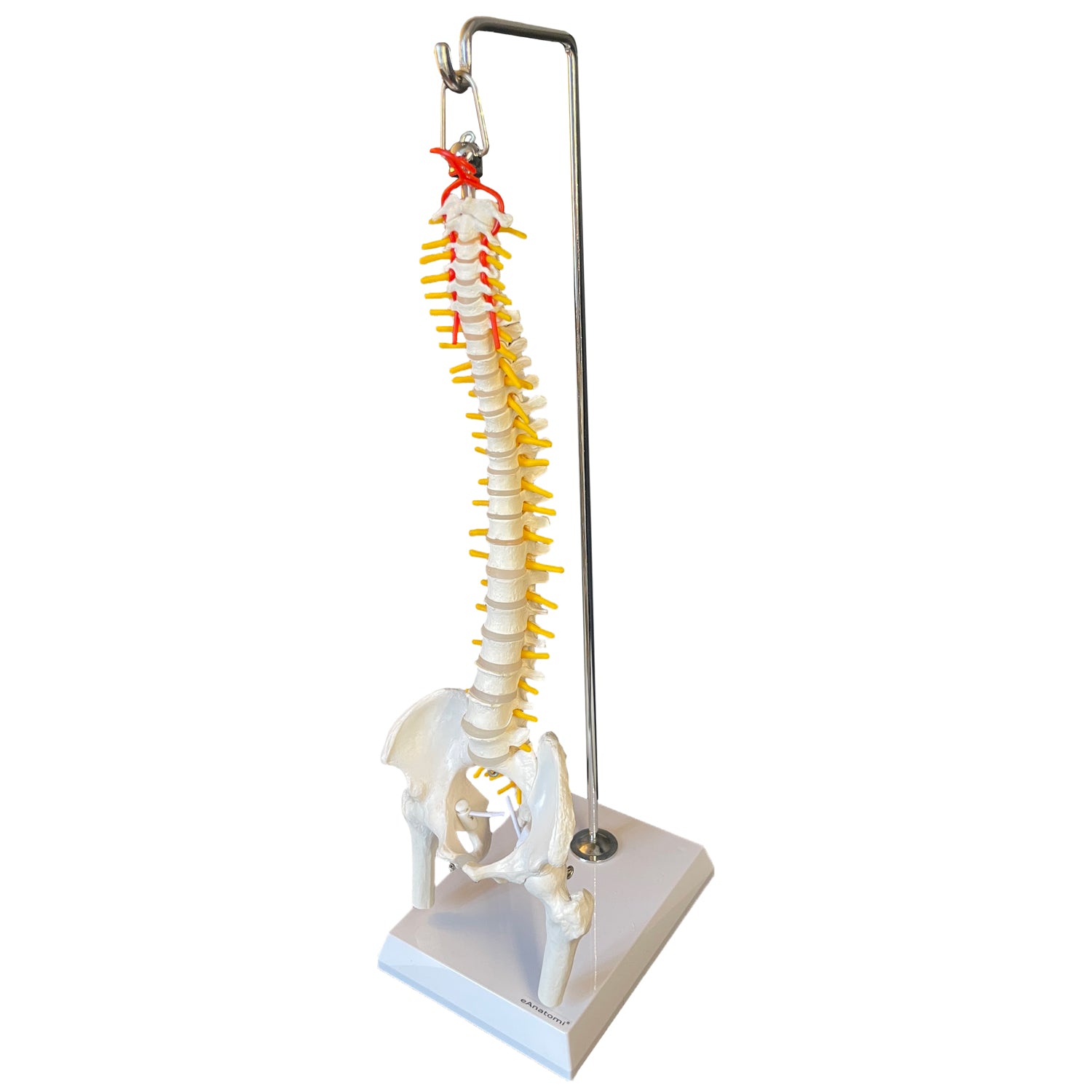 Miniature rygsøjle m. nerver, 40 cm - eAnatomi