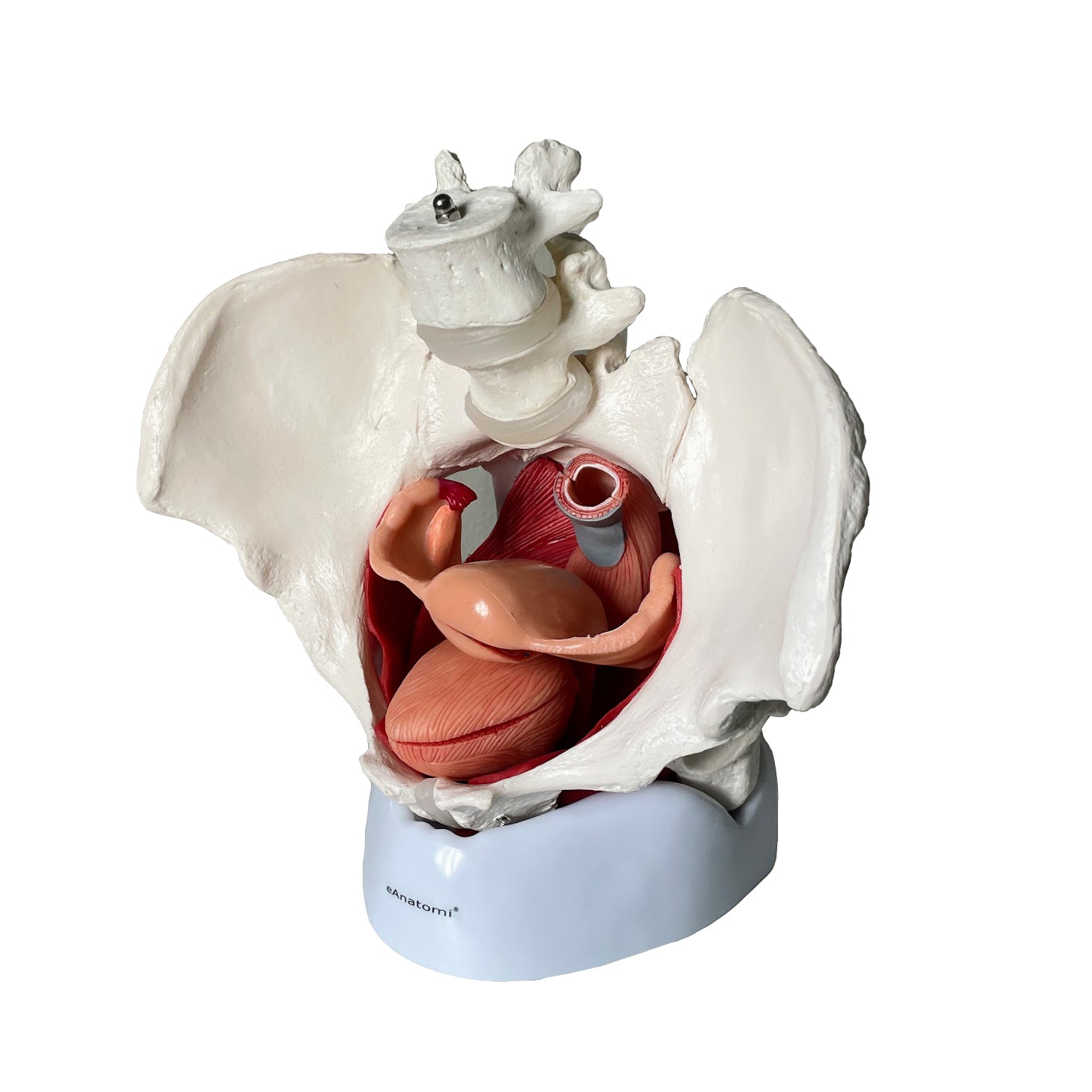 Bækken m. kønsorganer, kvinde - eAnatomi