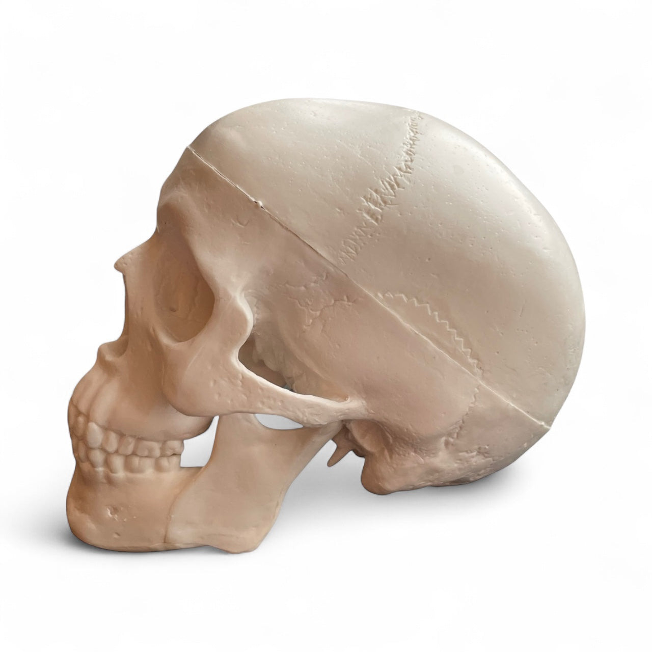 Kranie, miniature, anatomisk model i plastik