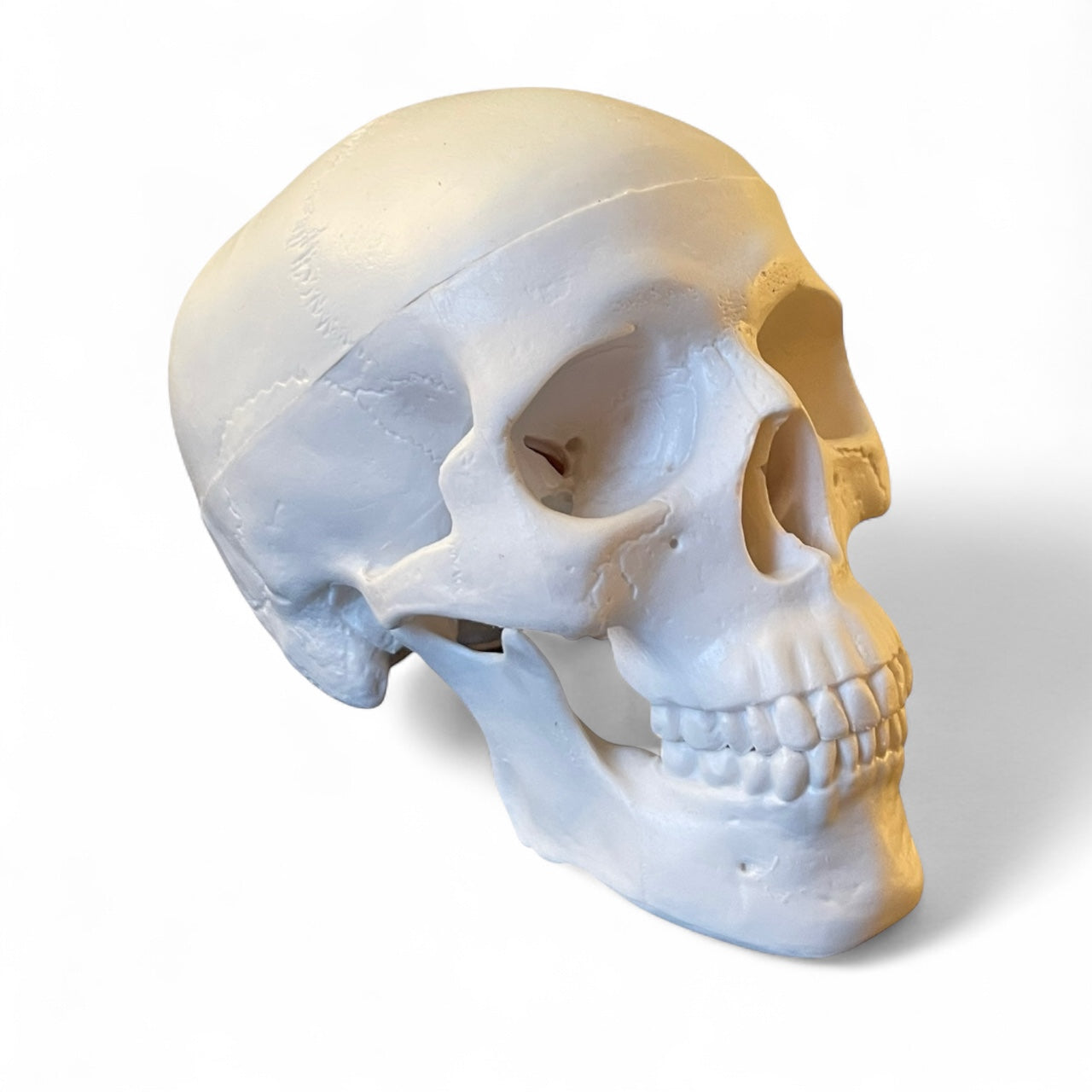 Kranie, miniature, anatomisk model i plastik