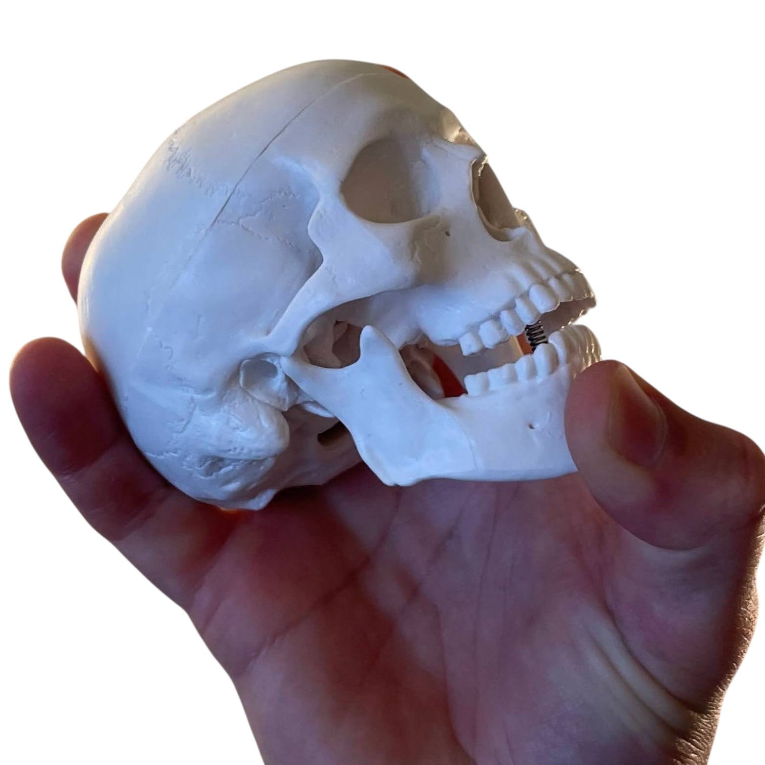 Kranie, miniature, anatomisk model i plastik