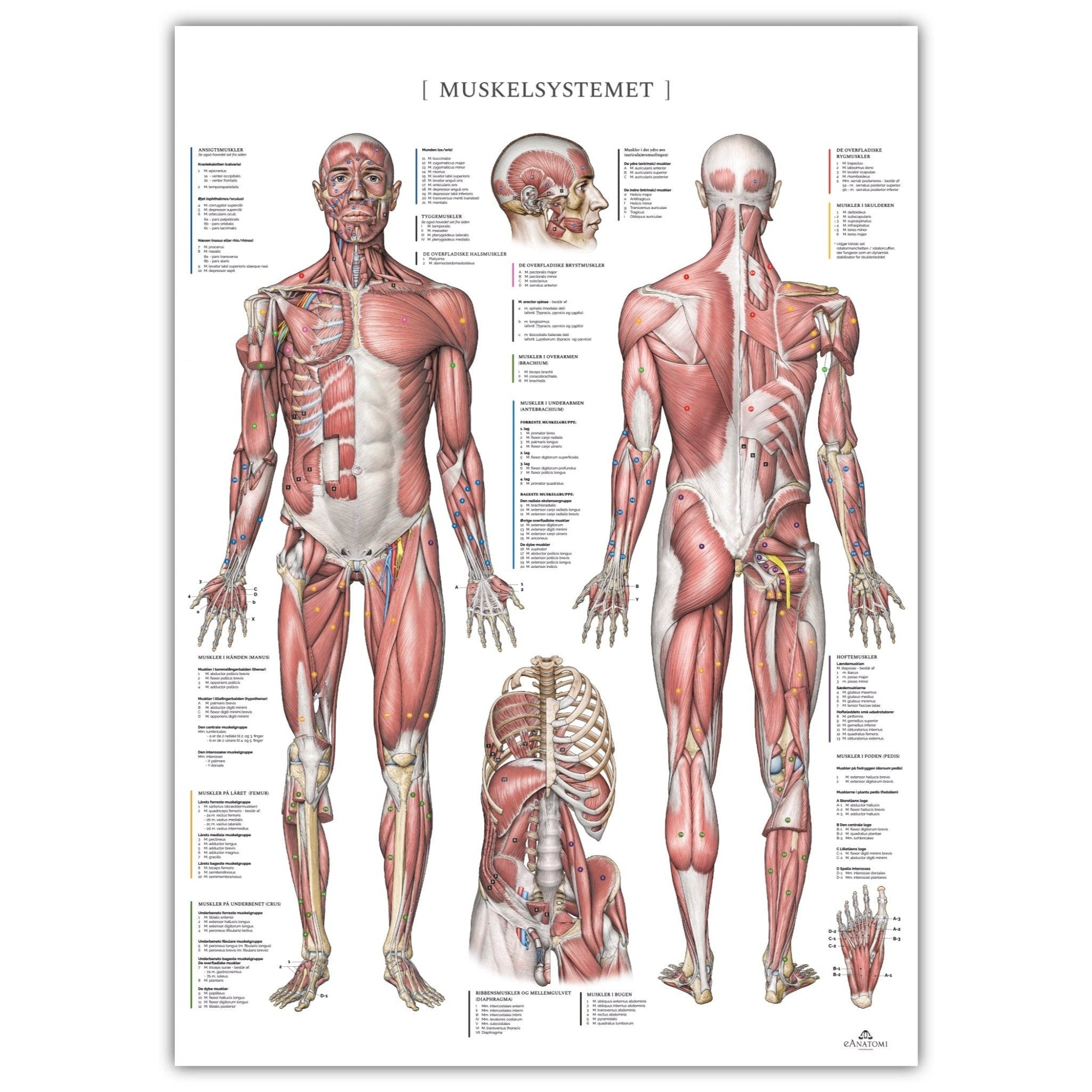Anatomy poster - The muscular system in Anatomical posters – eAnatomi
