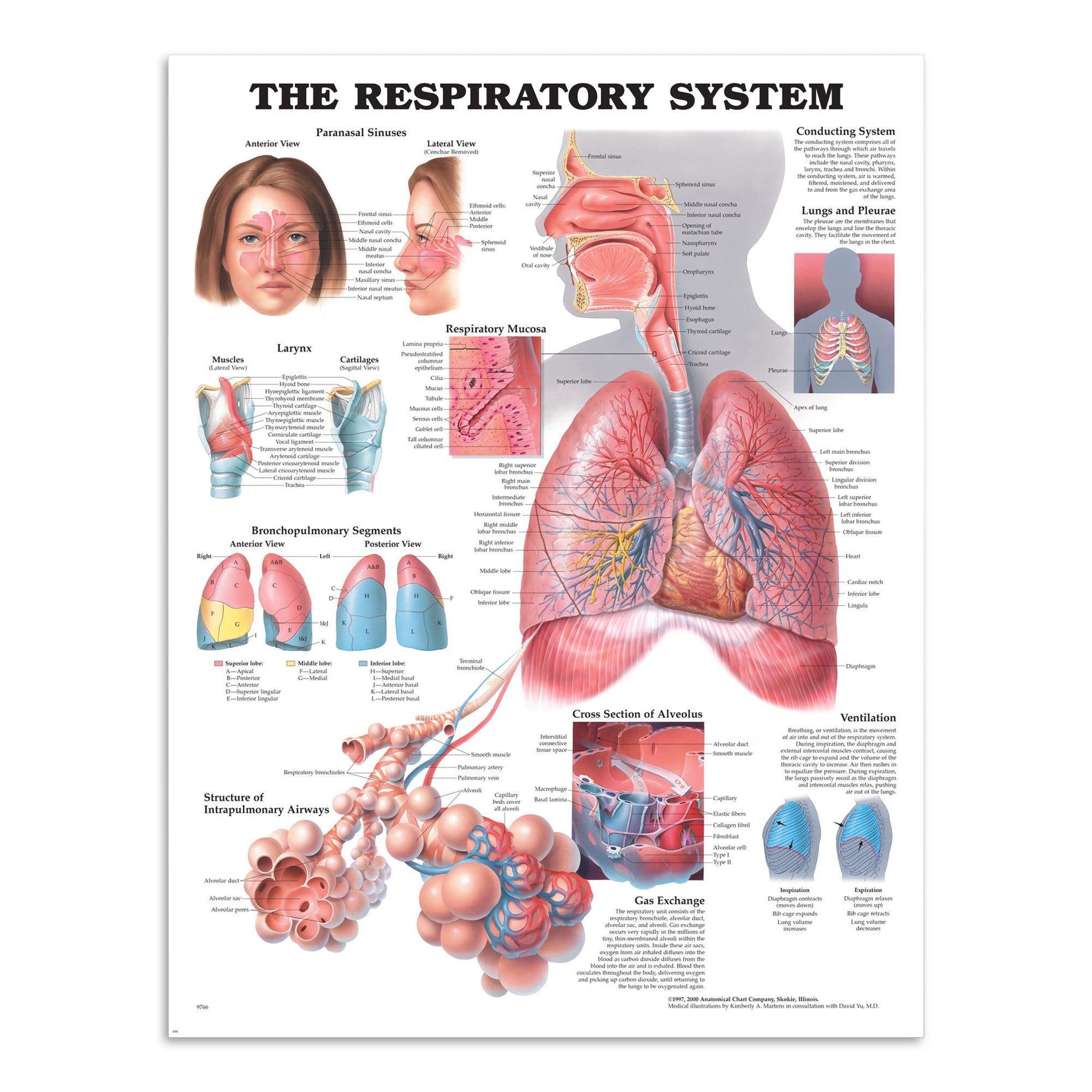 Plakat om åndedrætssystemet på engelsk - eAnatomi