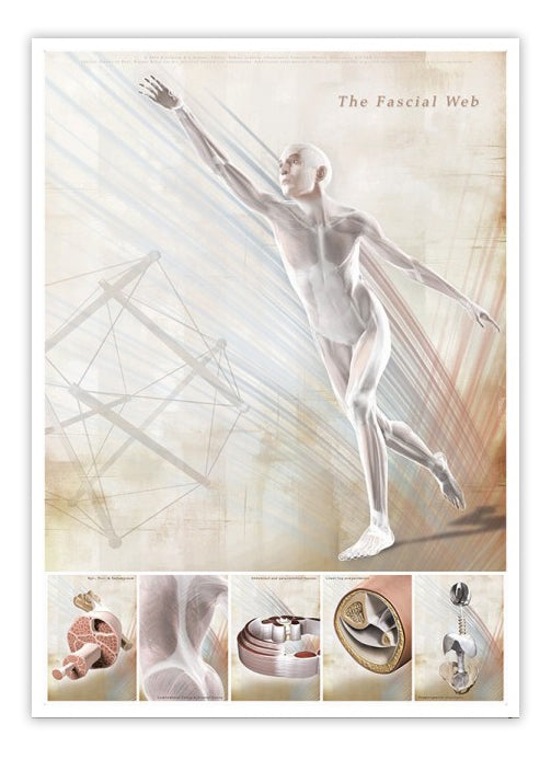 Poster about fascia (connective tissue) in English 2nd grade