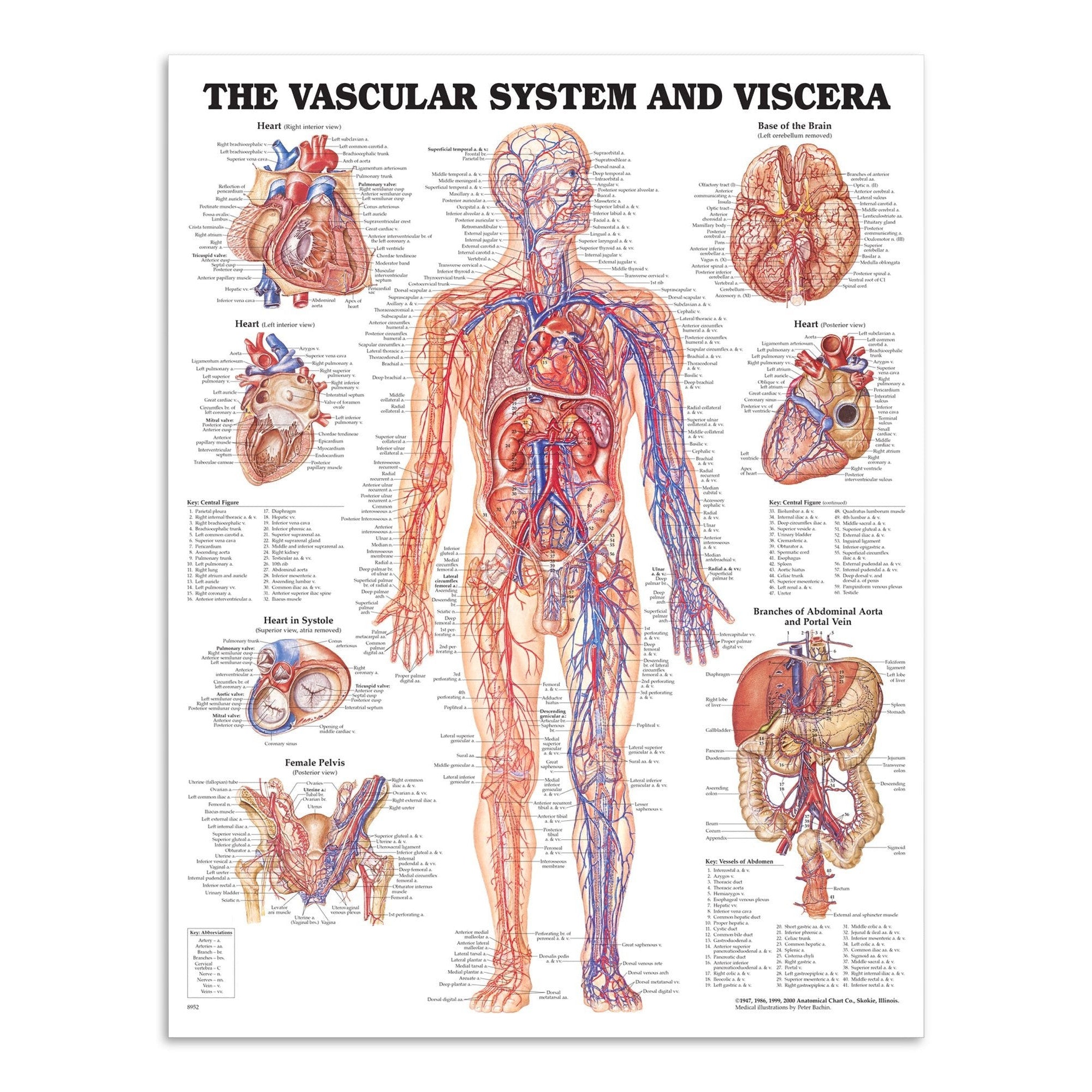 Plakat om karsystemet & indvolde (viscera) på engelsk - eAnatomi