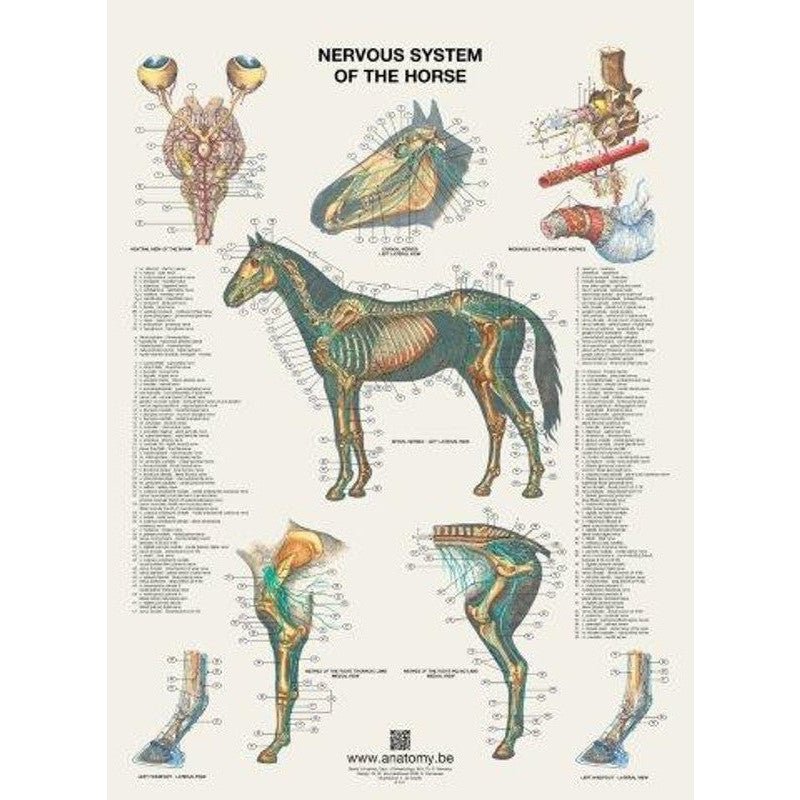 Plakat med hestens nervesystem på latin og engelsk - latin - eAnatomi