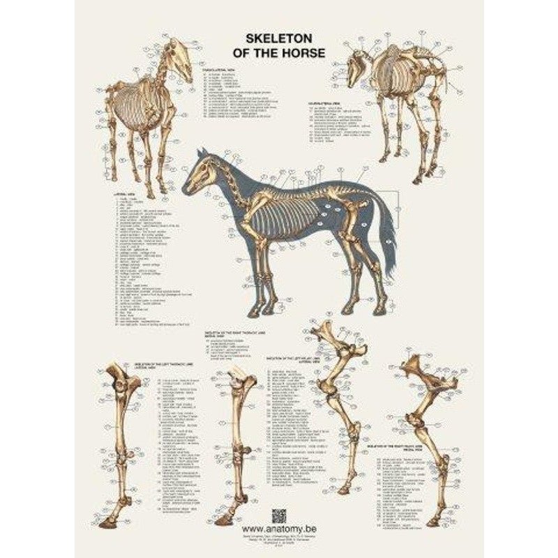 Plakat med hestens skelet på latin og engelsk - eAnatomi