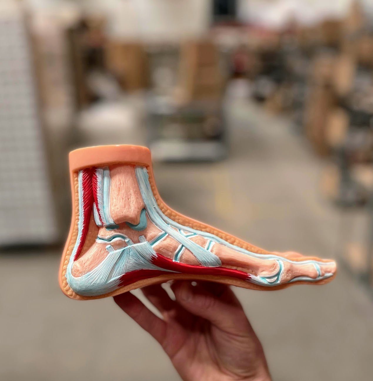 3 fodmodeller m. svangtyper - eAnatomi