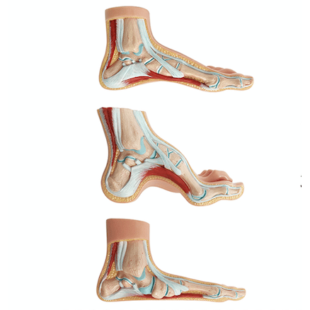 3 fodmodeller m. svangtyper - eAnatomi