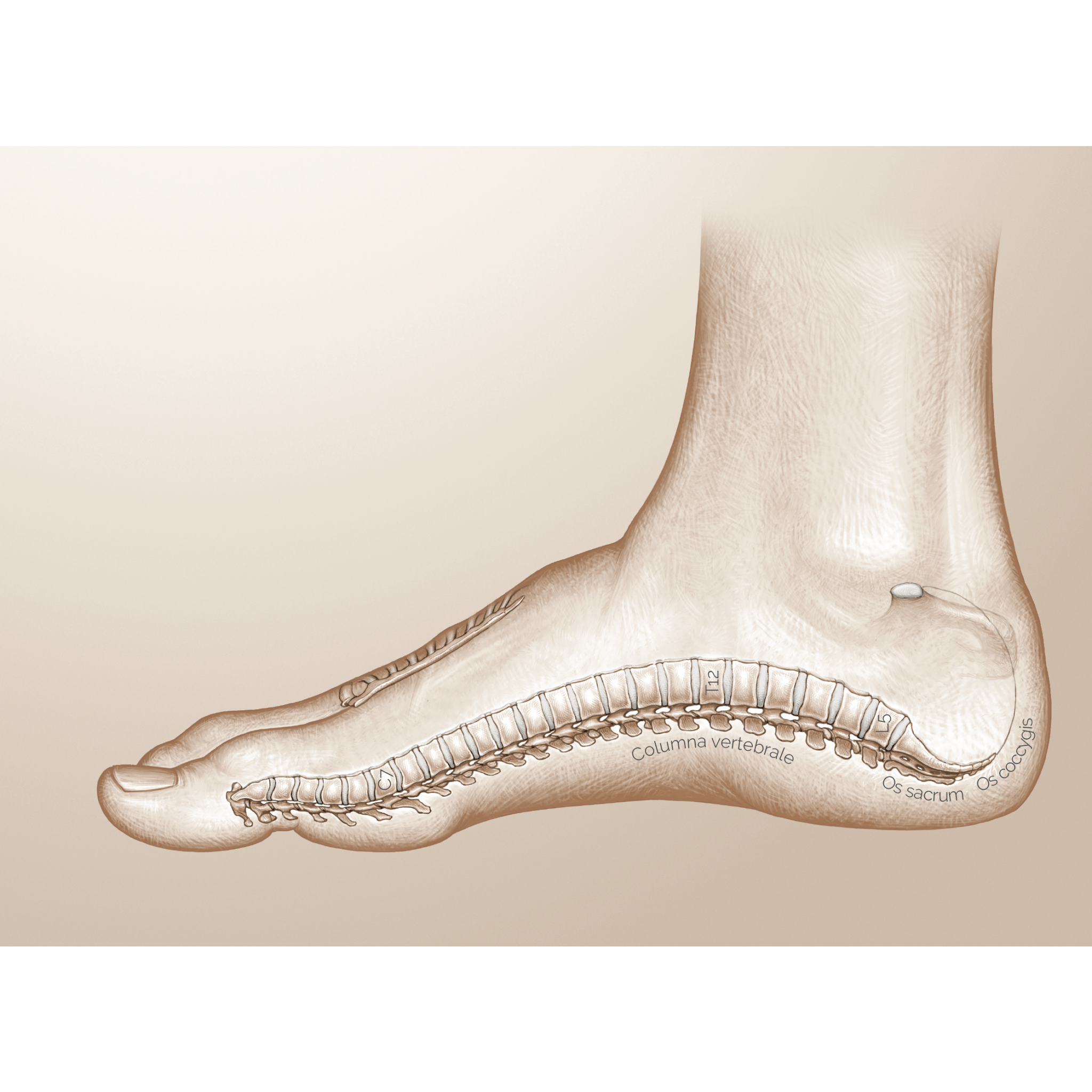 Plakat om muskulær zoneterapi - Skeletsystemet af Christian Slot - eAnatomi