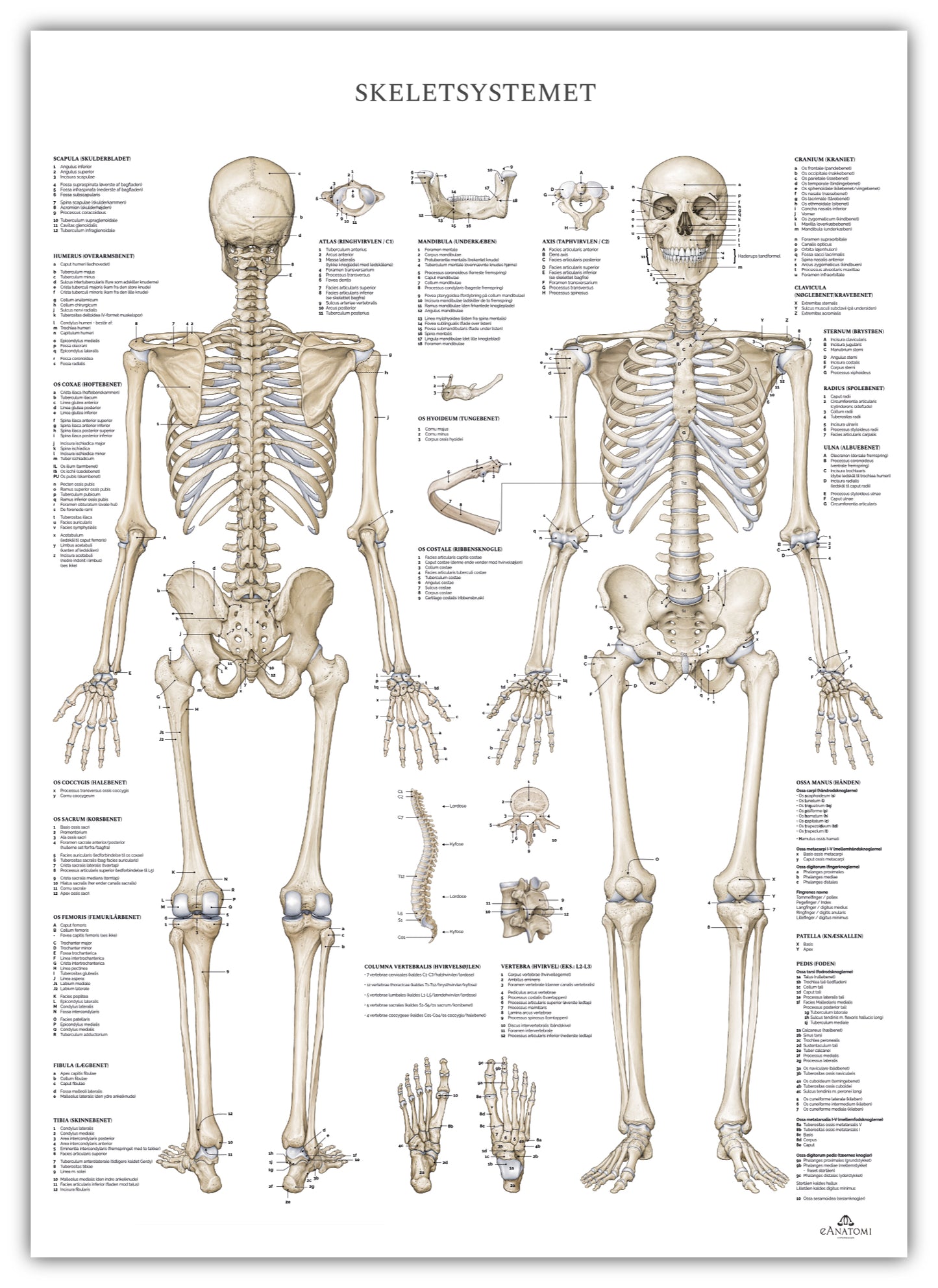 Anatomi plakat - Skeletsystemet II