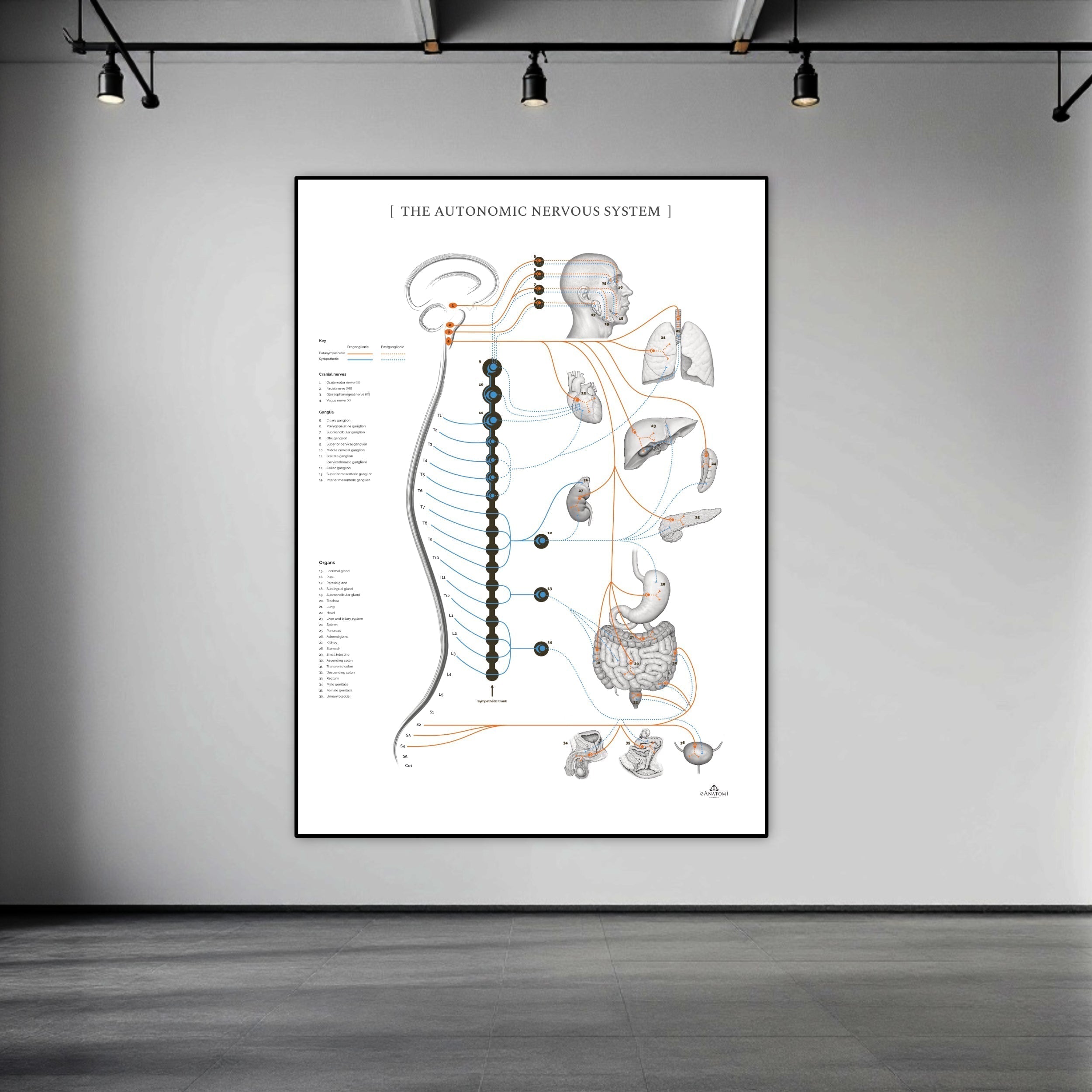 Det autonome nervesystem - ny plakat udviklet og designet af eanatomi ©