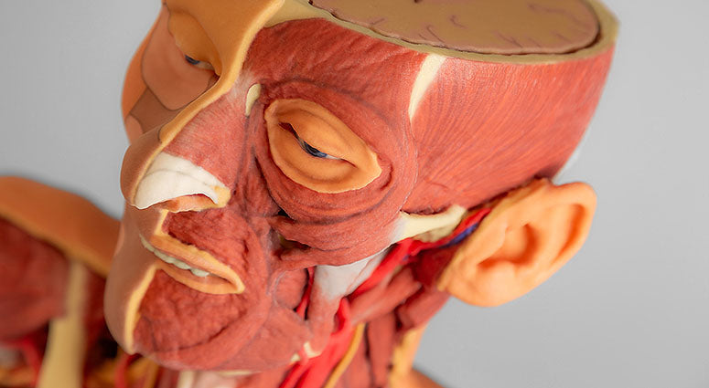3D printede anatomiske modeller - en ny dimension i undervisningen