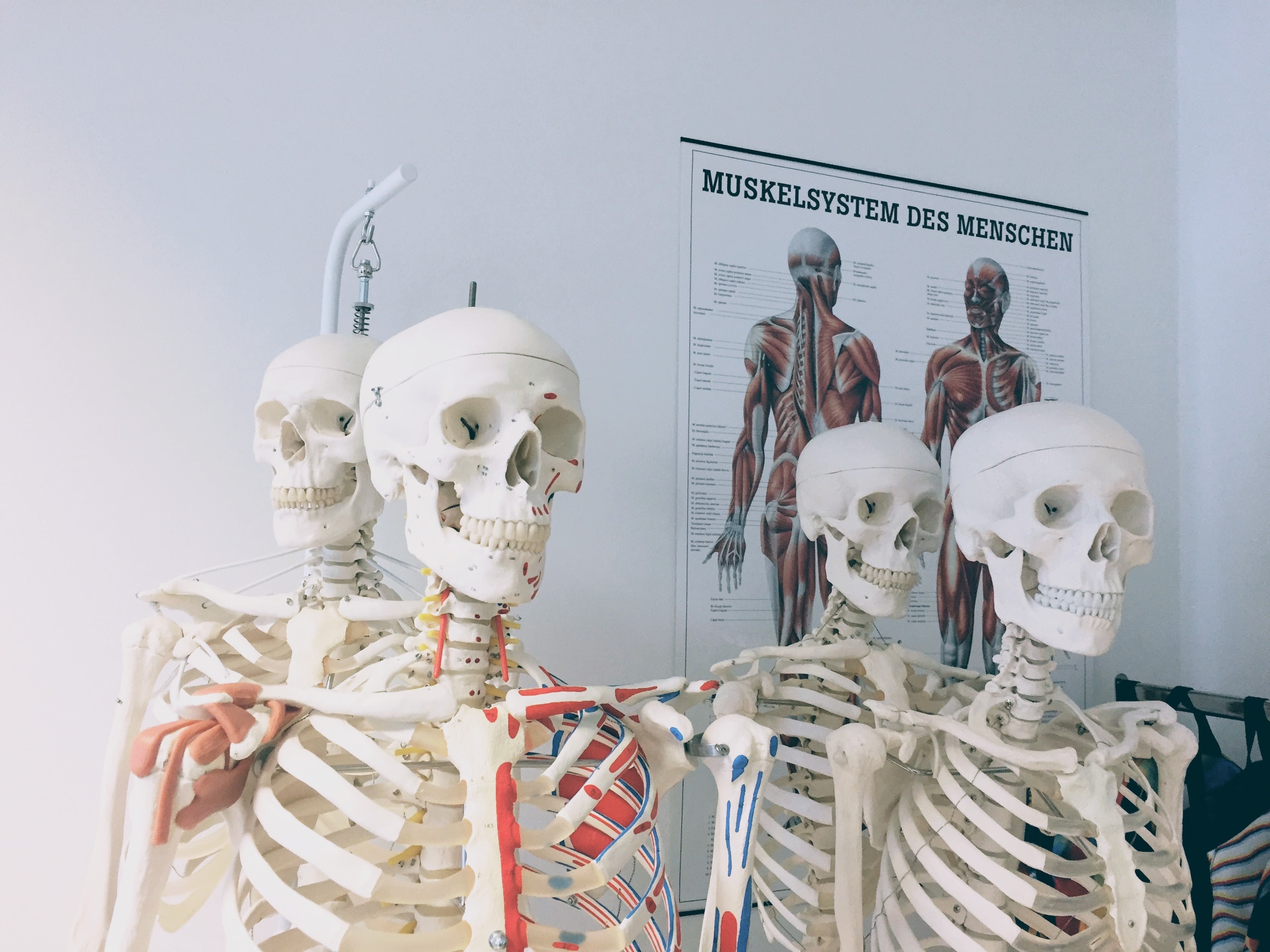 Anatomisk skeletmodel -  Din Vejledning 2025