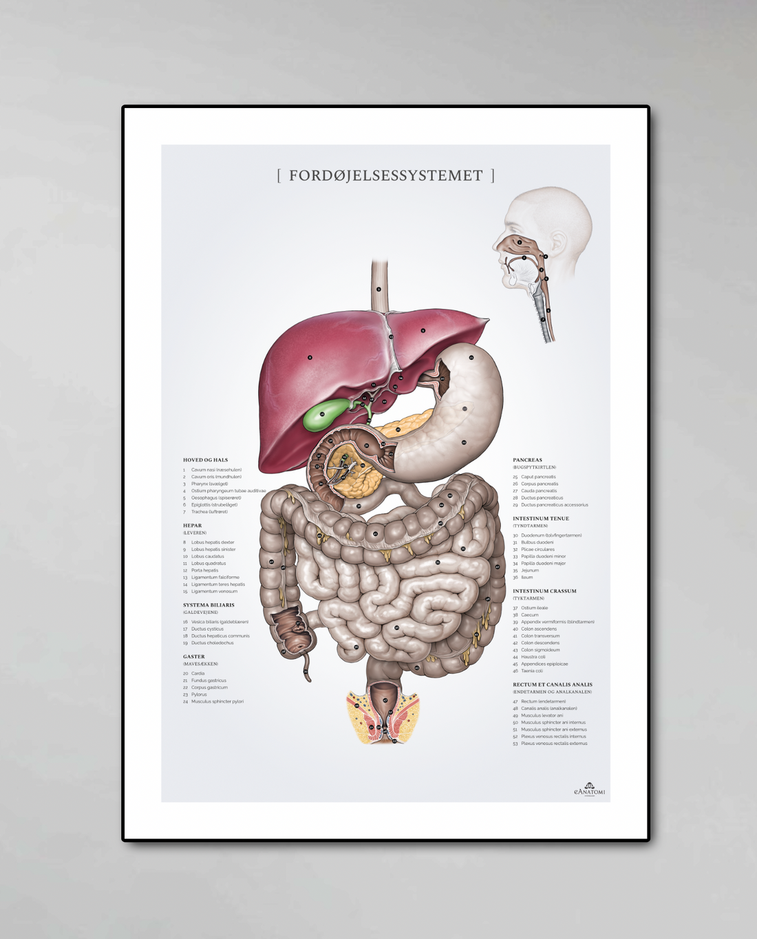 Plakat om fordøjelsessystemet netop tilføjet