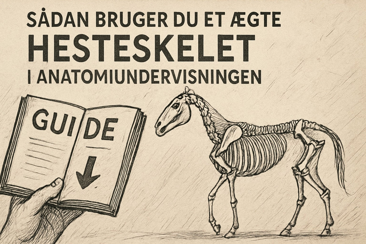 Guide: Sådan Bruger Du Et Ægte Hesteskelet i Anatomiundervisningen 2026