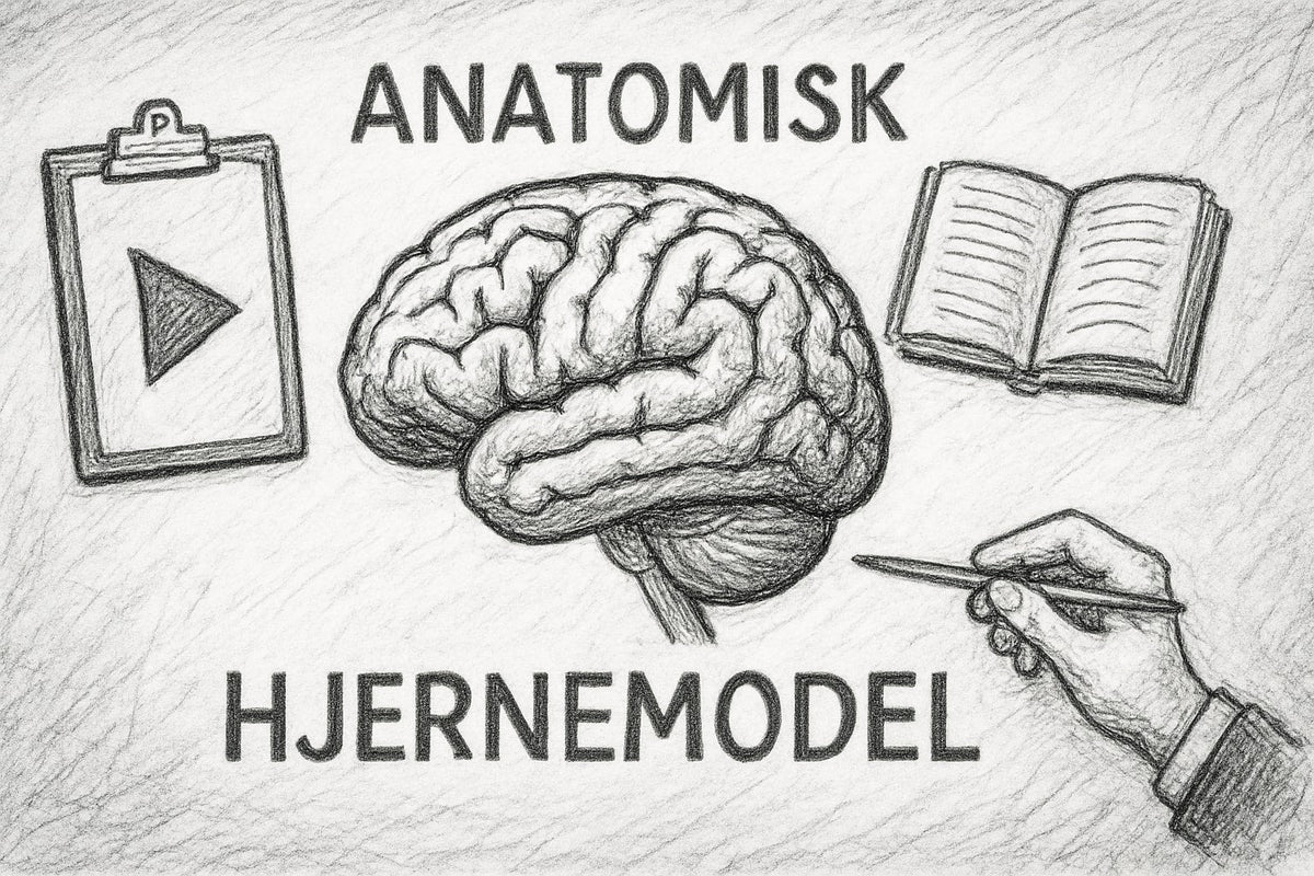 Guide Til Anatomisk Hjernemodel: Forståelse Og Anvendelse 2025