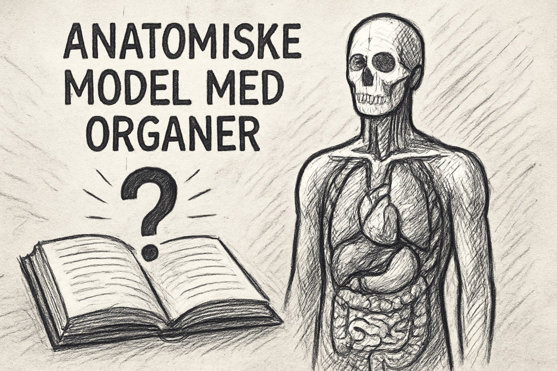 Guide til Anatomiske Model med Organer: Alt du Skal Vide 2025