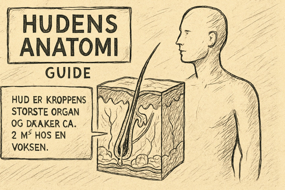 Hudens Anatomi Guide: Alt Om Hudlag og Funktioner 2026