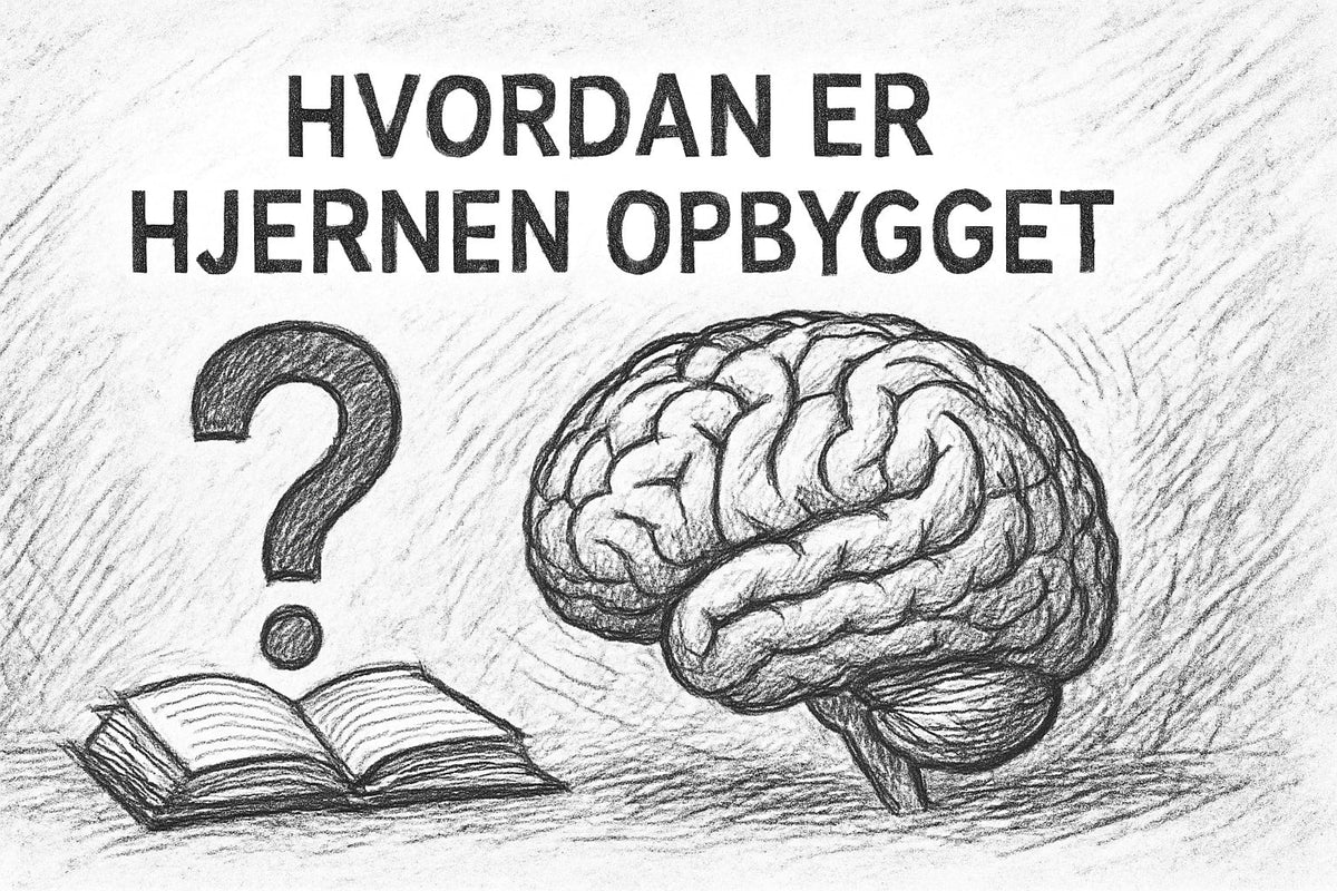 Hvordan Er Hjernen Opbygget: Din Guide Til Forståelse 2026
