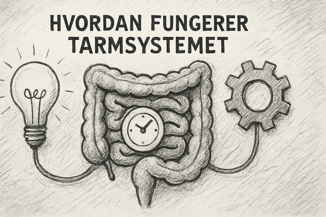 Hvordan Fungerer Tarmsystemet: Din Guide Til 2026
