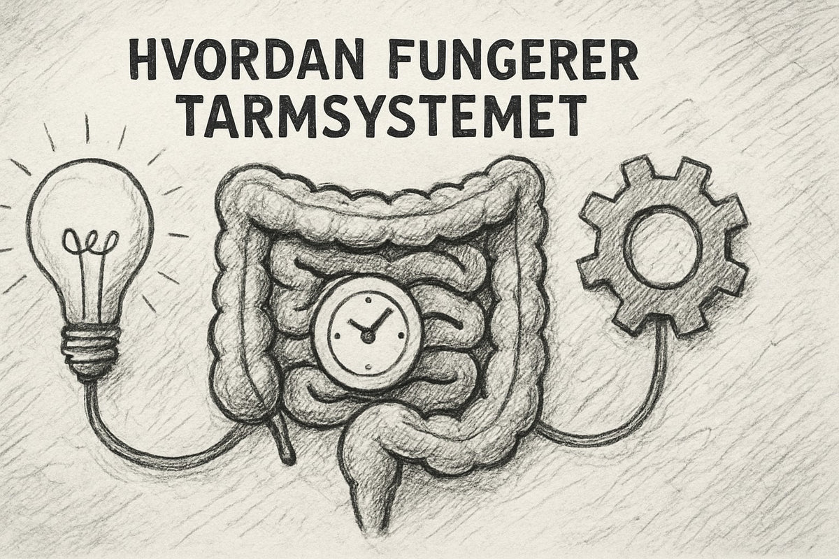 Hvordan Fungerer Tarmsystemet: Din Guide Til 2026