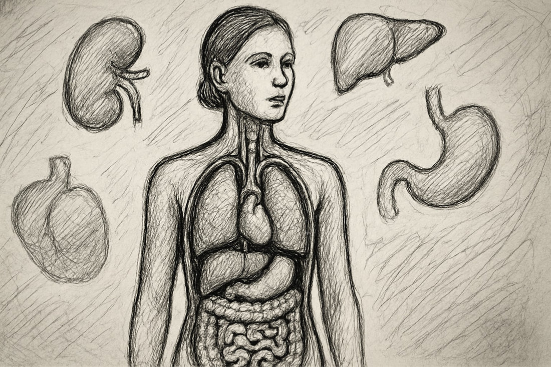 Model Af Kroppens Indre Organer: Din Guide Til 2025