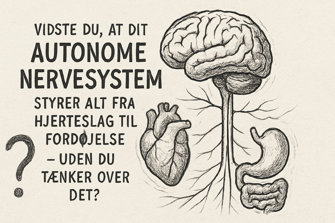 Plakat Om Det Autonome Nervesystem: Din Guide 2025