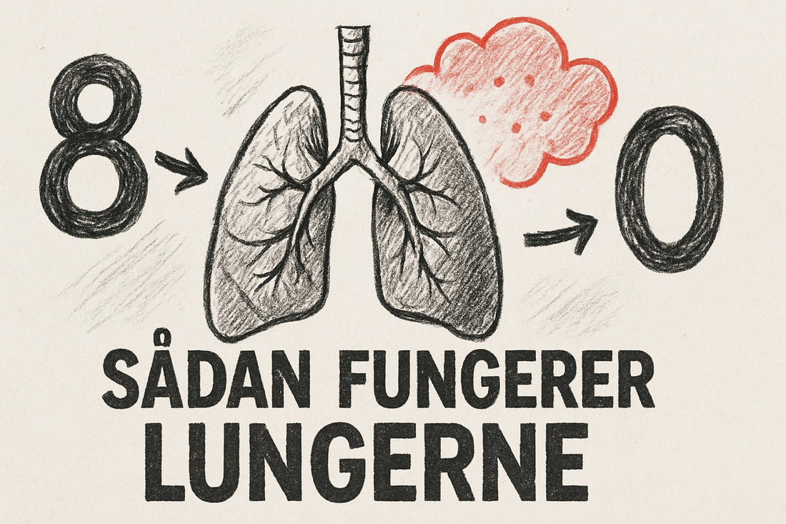 Sådan Fungerer Lungerne: Din Guide Til 2026