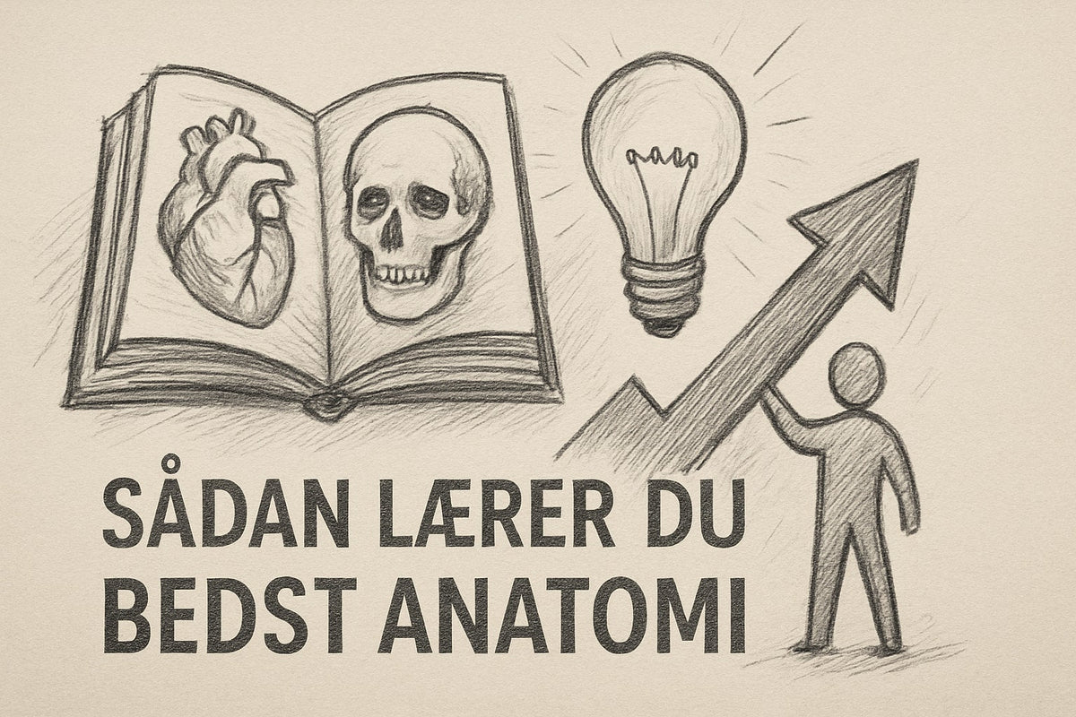 Sådan Lærer Du Bedst Anatomi: Den Ultimative Guide 2026