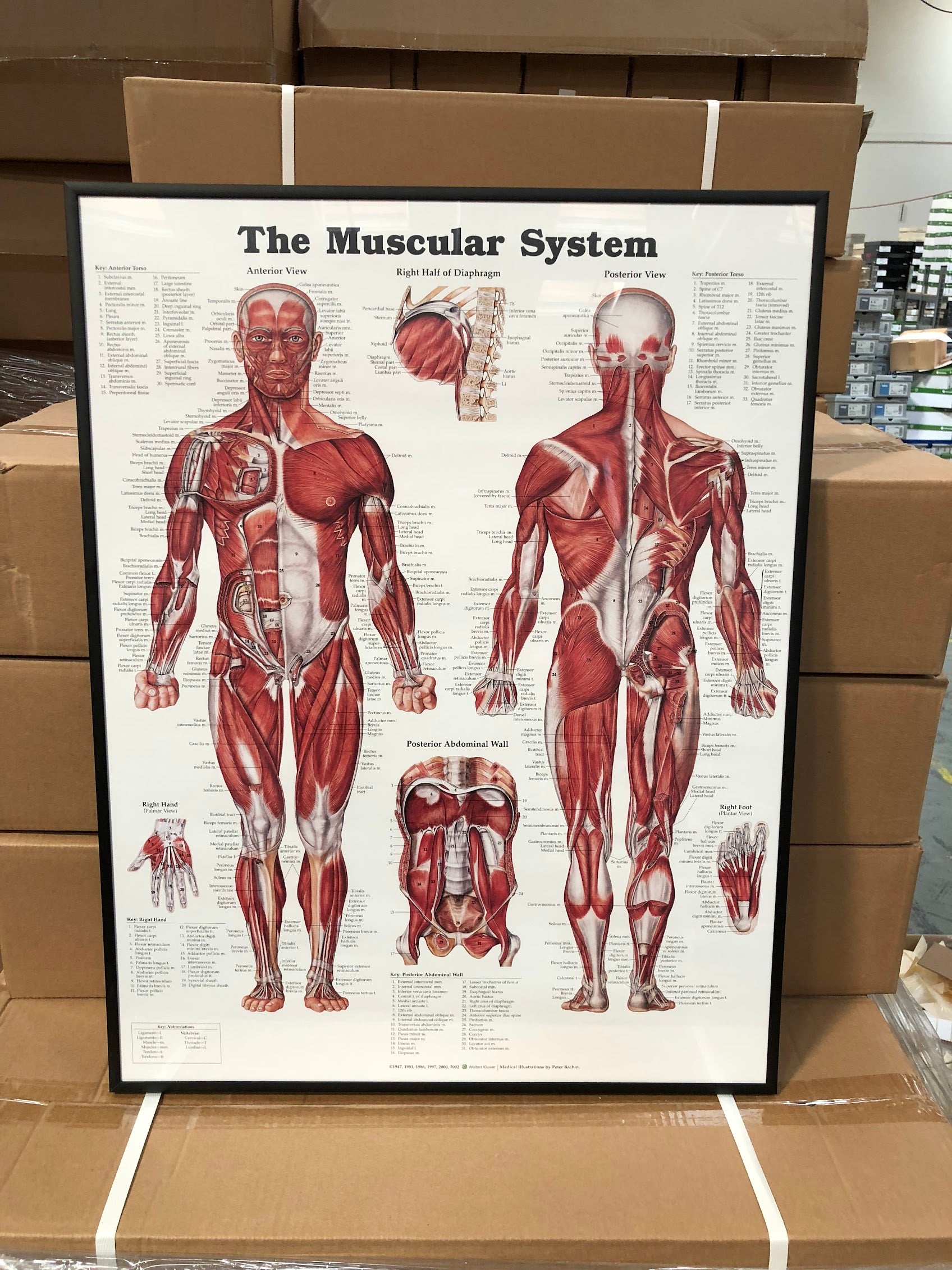 Anatomical Chart Company - ændrer formatet - eAnatomi
