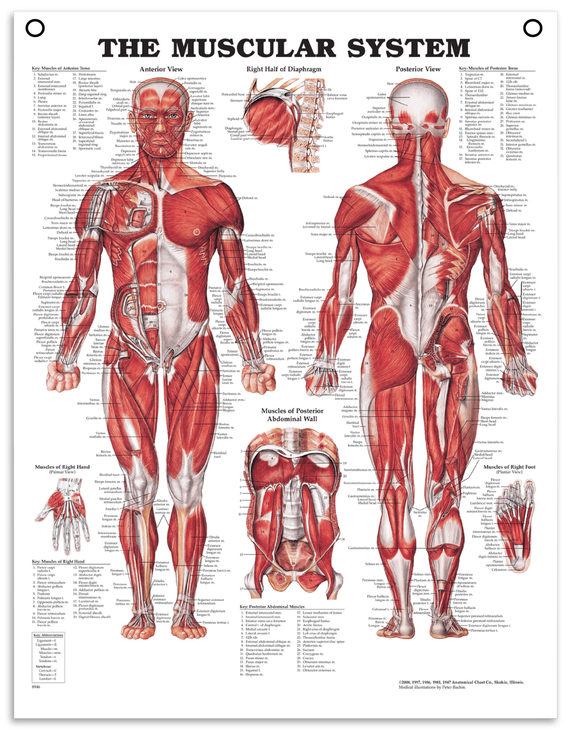 Plakater fra Anatomical Chart Company udgår