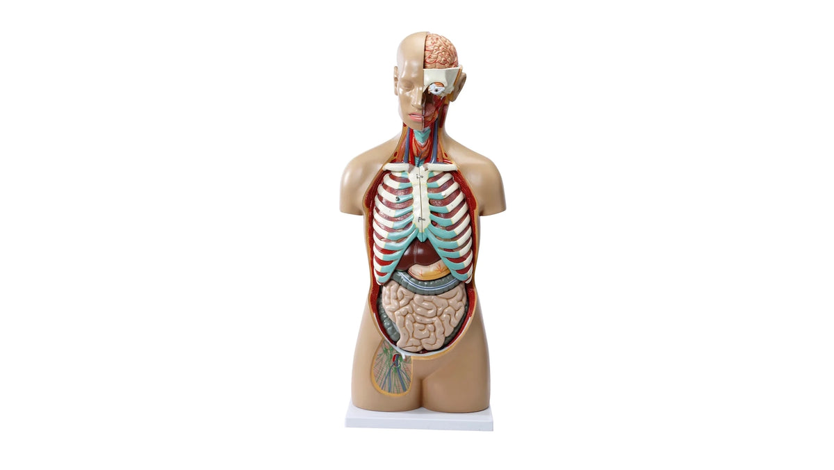Turso Part Highly detailed torso with 16 removable parts, open back and genderles ...