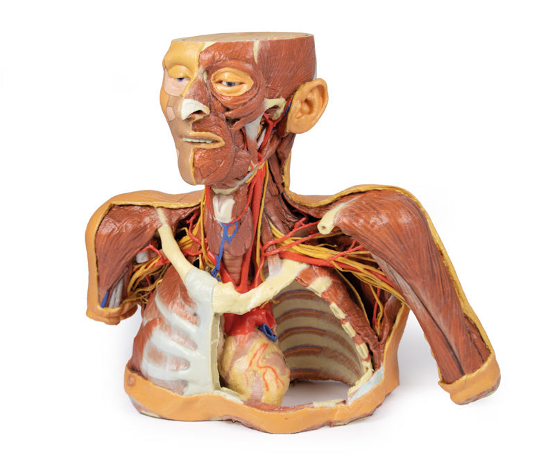 3D dissektionmodeller sunde tilstande