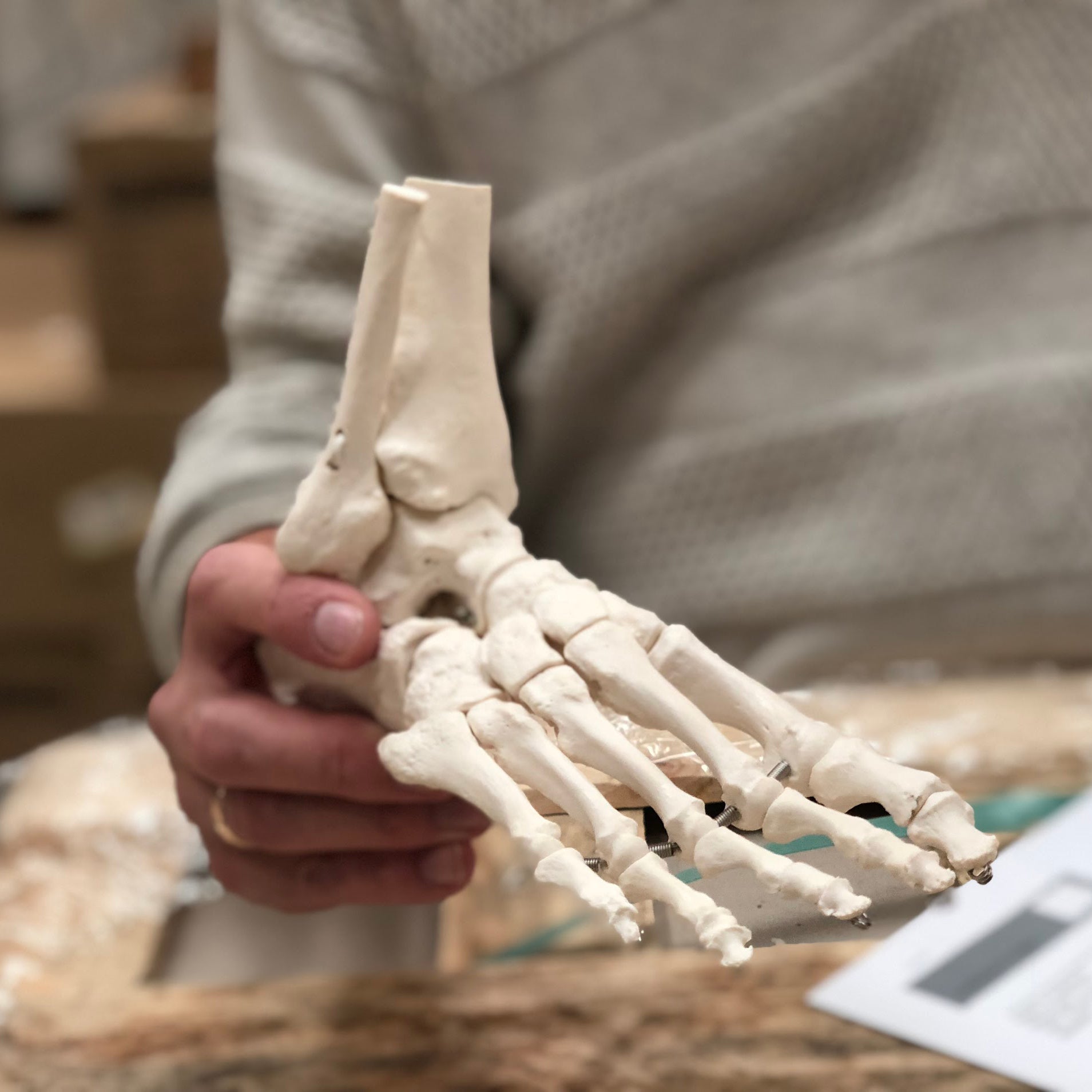 Joint models - Anatomy models - eAnatomi.com