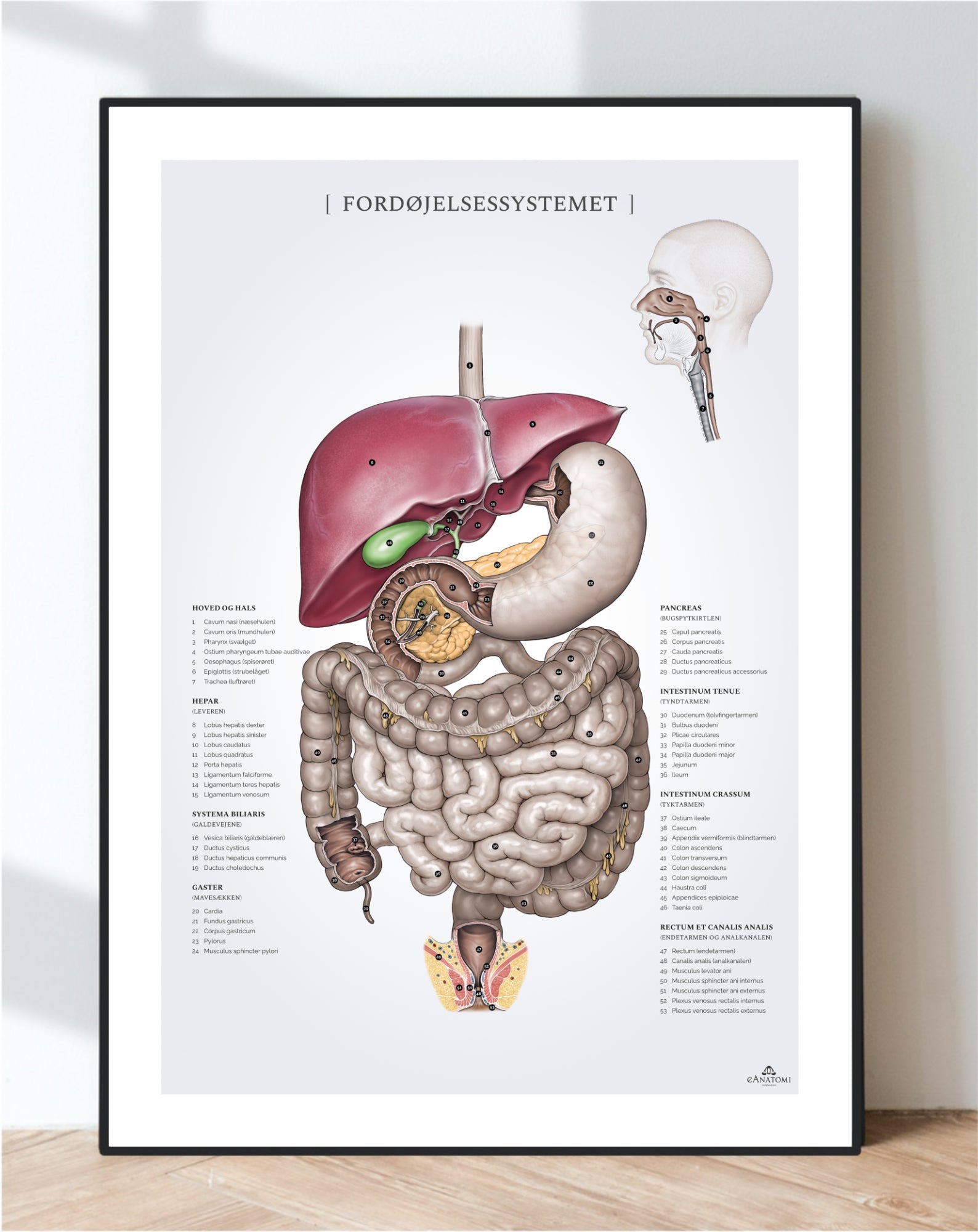 Fordøjelsessystemet