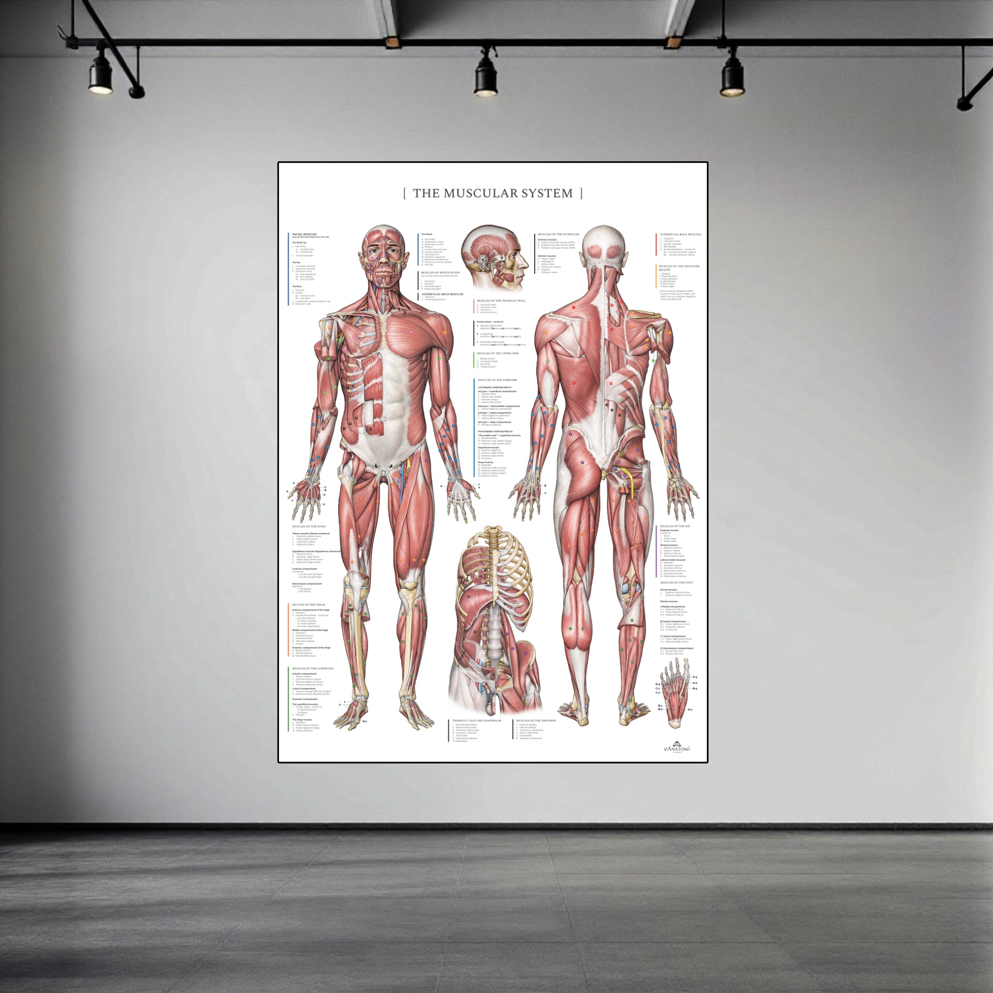 The muscular system with nomenclature in large format