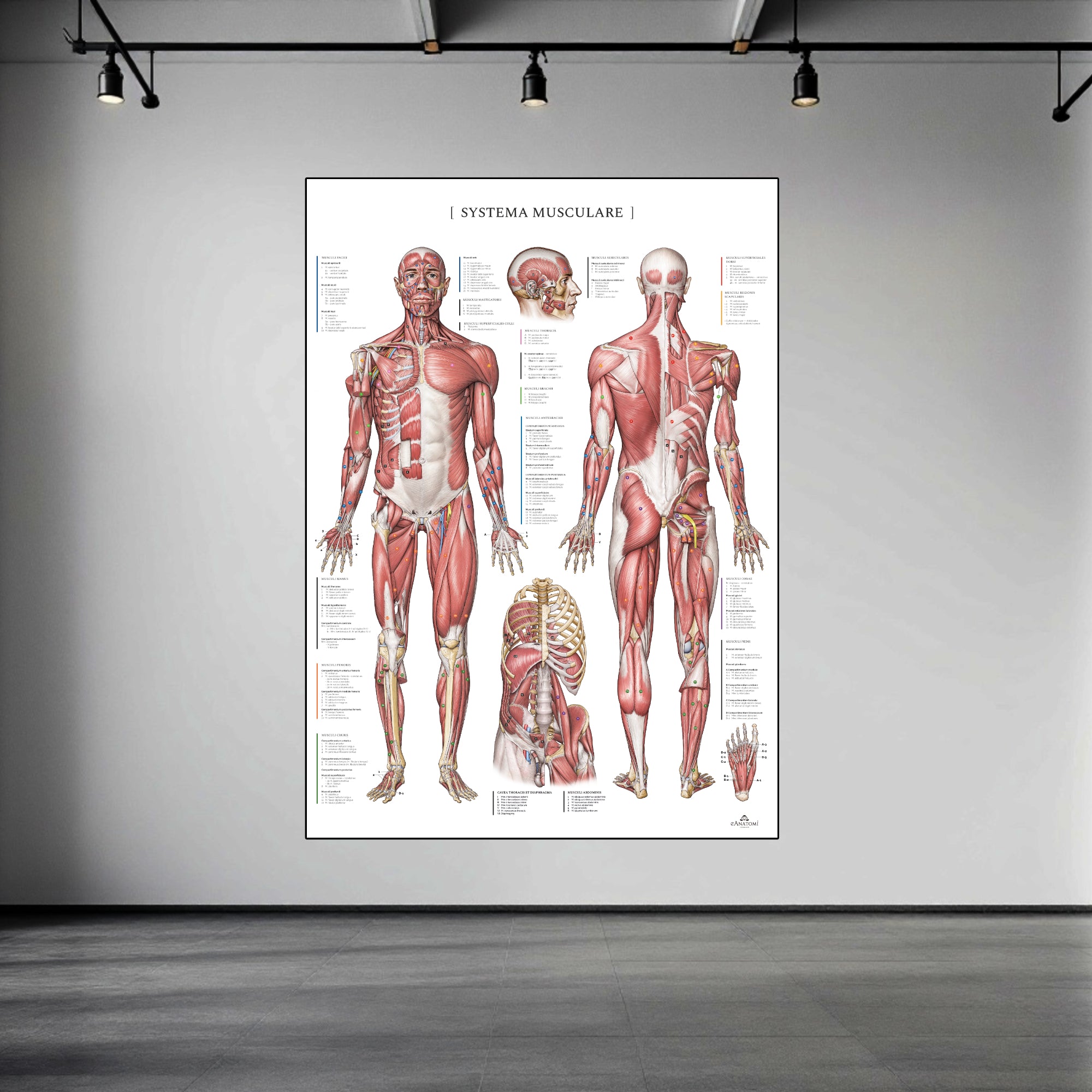 The muscular system with nomenclature in large format