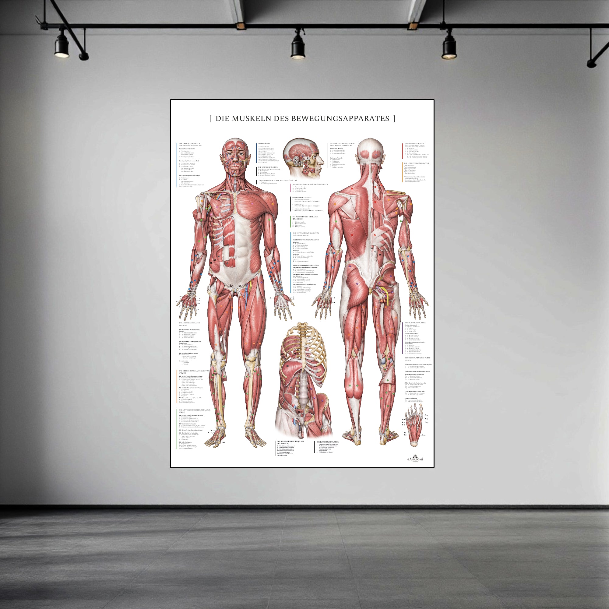 The muscular system with nomenclature in large format