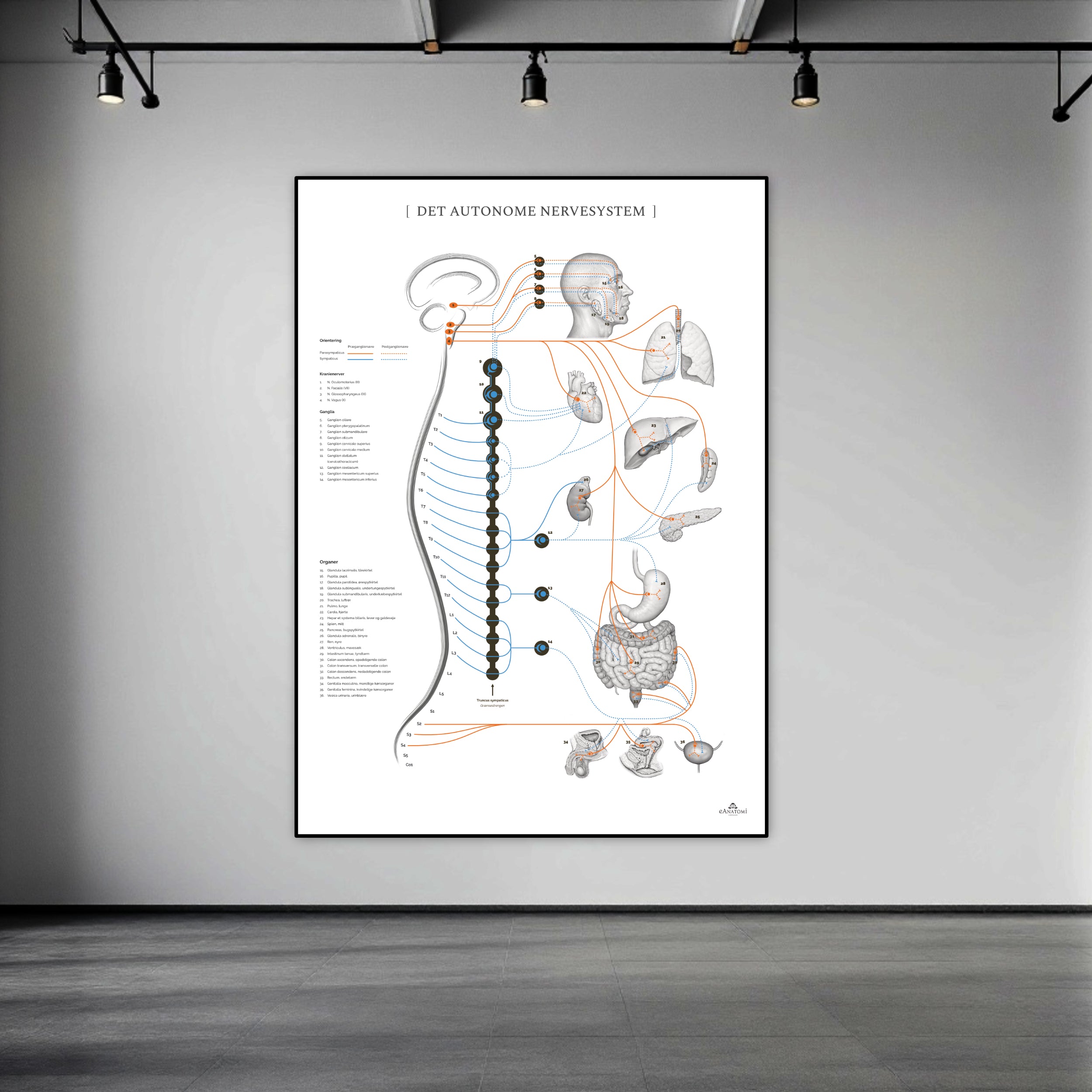 The Autonomic Nervous System in large format