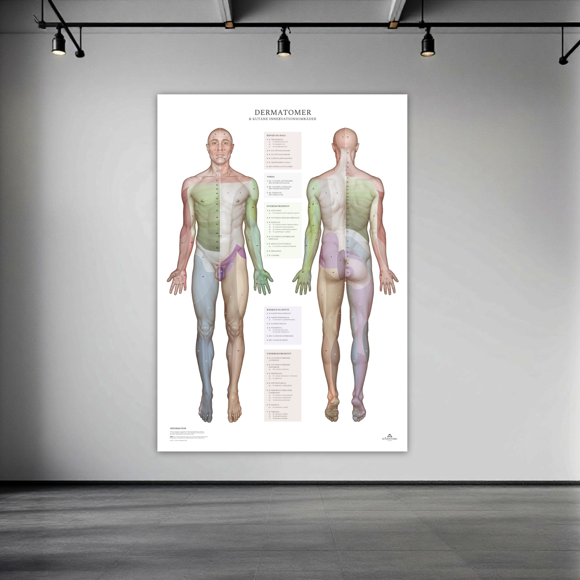 Dermatomes and cutaneous innervation areas in large format