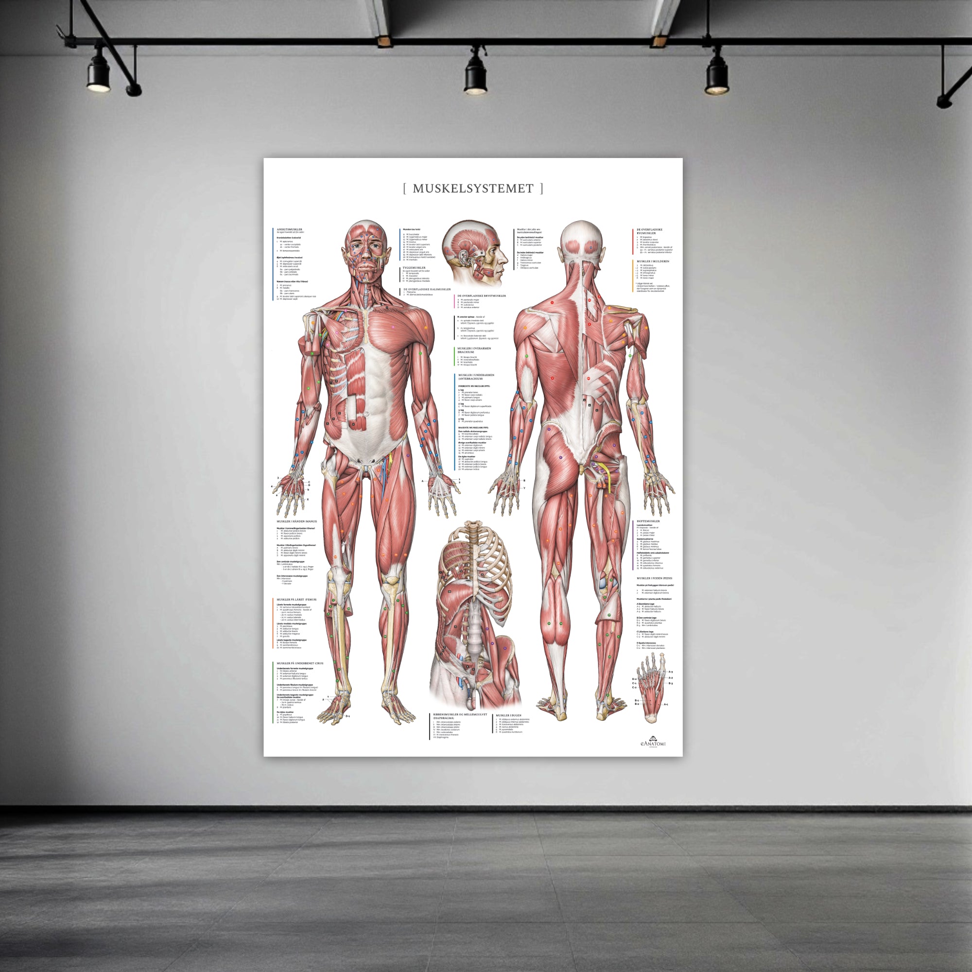 The muscular system with nomenclature in large format