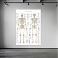 The skeletal system with nomenclature in large format